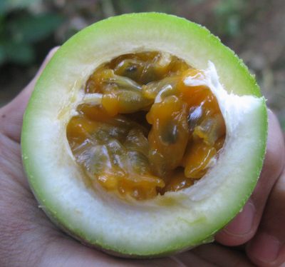 guavadillas seeds